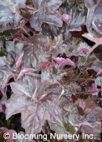 Heuchera 'Rachel'